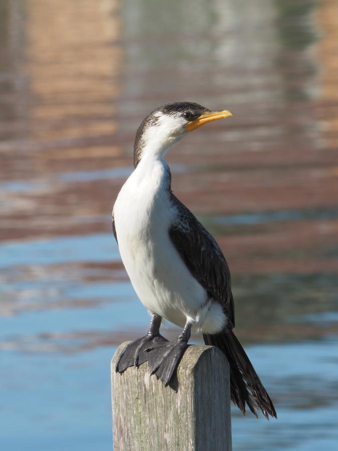 Douglas Riverside Port Fairy Eksteriør billede